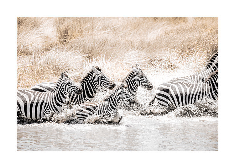 Zebras in Movement​ Print | Desenio