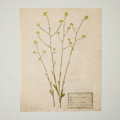 Magnolia Jo's Hand Pressed Herbarium Prints - Texas Wildflowers II '24 - Jo's Hand Pressed Herbarium Prints - Texas Wildflowers II '24 | Shop.app