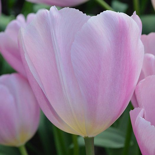 Tulip 'Gabriella' Bulbs | Terrain