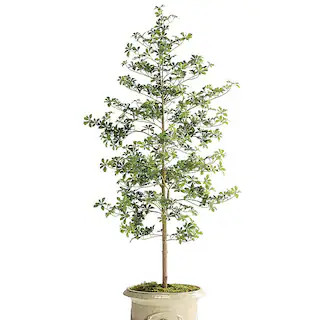 Outdoor 6 ft. Quince Tree | Frontgate