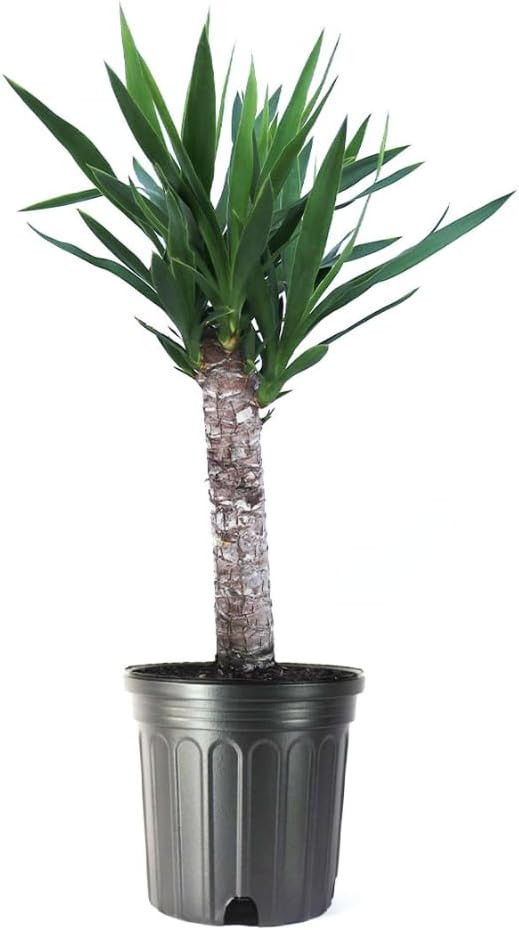 American Plant Exchange Yucca Cane Elephantipes – Live Single Cane Plant, 10-Inch Pot, Indoor O... | Amazon (US)