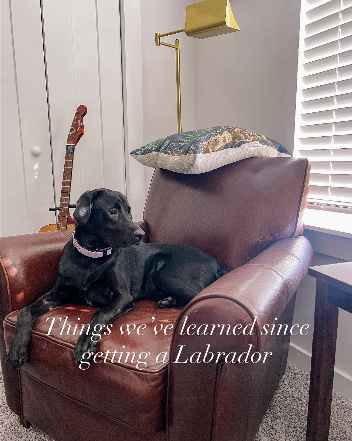 Things we’ve learned since getting a Labrador 🤍🐾

#LTKPets