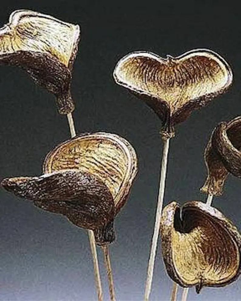 Dried Badam Nut Pod  Badam Nut Pods on Stems  Elephant Ear | Etsy | Etsy (US)