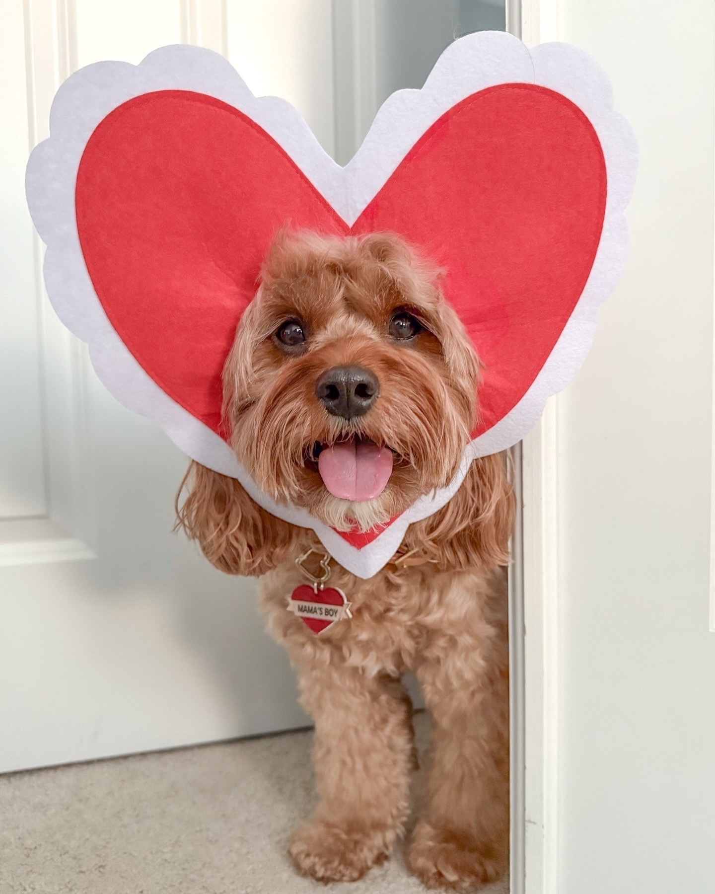 Cute little head piece for your dog to wear for Valentines Day! Makes for cute photos! Linked this one and some other cute ones below! Ollie has the kissing booth one, too! 🤭 Mamas boy tag from @dozeofdvibe OLLIE to save! Their heart dog collection is out now! ❤️