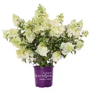 FIRST EDITIONS 3 Gal. Strawberry Sundae Panicle Hydrangea Flowering Shrub with White to Pink Flow... | The Home Depot