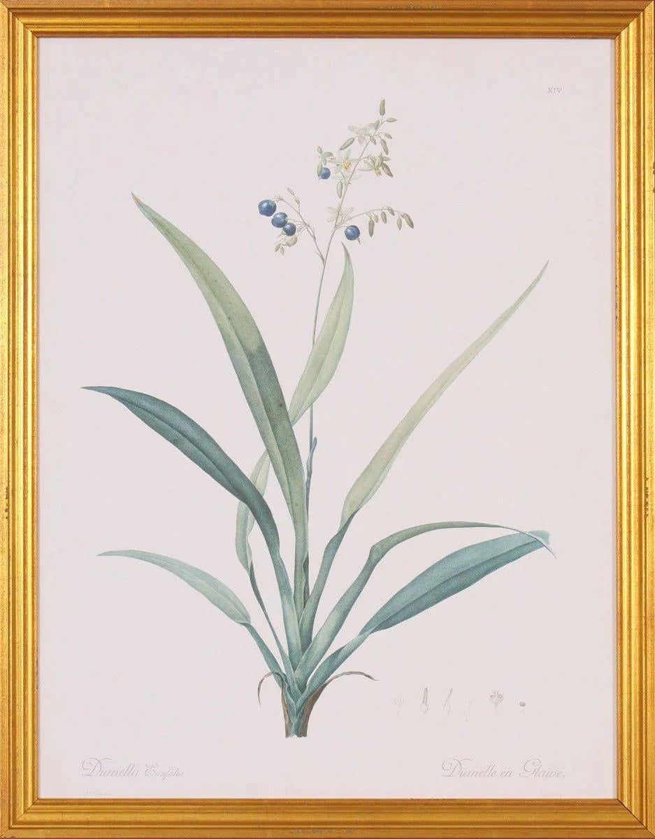 Dianella Botanical Lithograph Wall Art in Gold Wood Frame | The Well Appointed House, LLC