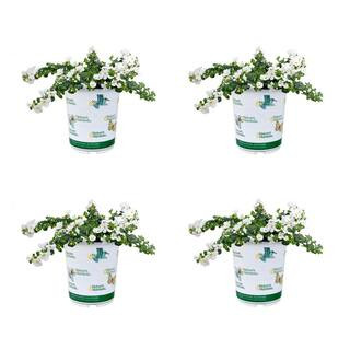 NATURE'S NUTRIENTS Annual Bacopa Scopia White 2.5 qt. (4-Pack) 1550 - The Home Depot | The Home Depot