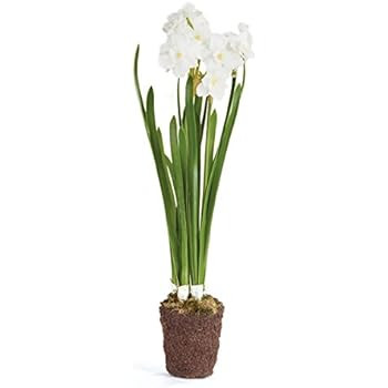 CONSERVATORY PAPERWHITE DROP-IN 17-INCH | Amazon (US)