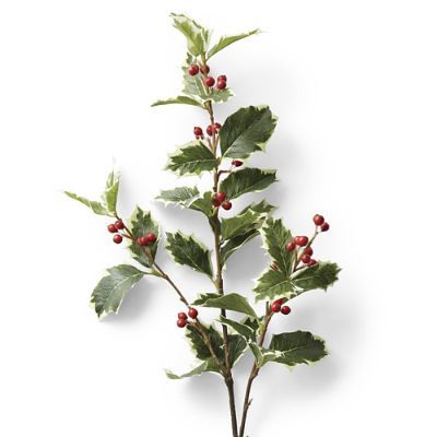 Holly Leaf Berry Stem, Set of Six | Frontgate | Frontgate