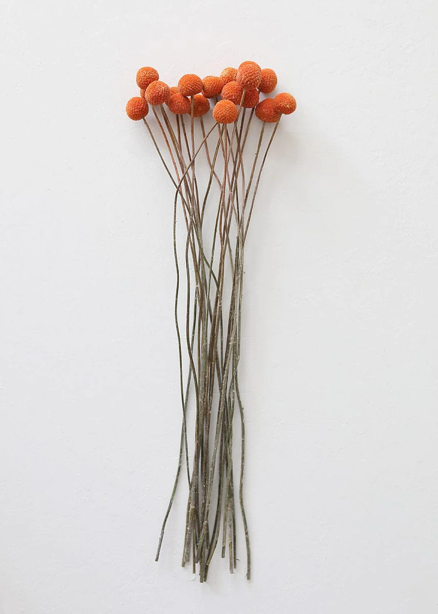 Shop Dried Flowers at Afloral.com | Orange Natural Billy Button Bundle | Afloral