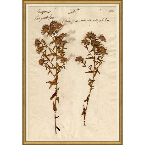 Herbarium 10 | One Kings Lane