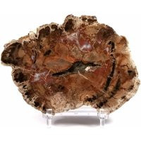 Petrified Wood Slab, Real Fossil - Triassic Period 252 To 201 Mya Madagascar | Etsy (US)