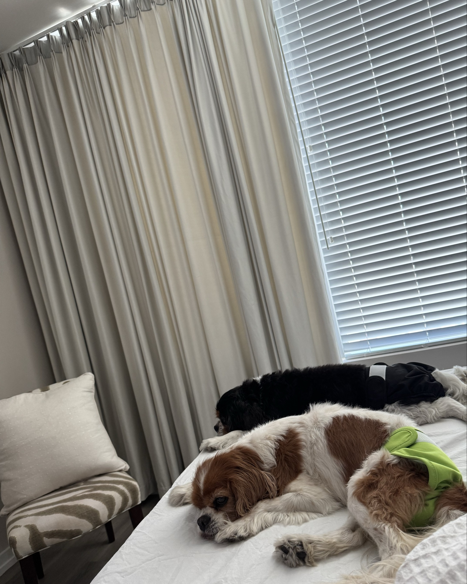 The dogs in their lil diapers enjoying our Saturday night in. Ag home little luxuries like snuggling into 100% natural cotton sateen sheets, and closing the custom made drapery on Etsy small USA based woman owned biz for blackout curtains and privacy shade. Love my bedroom! Shop high, and low products in this post perfect for a splurge worthy moment or a back to school dorm room essential

#LTKHome #LTKStyleTip #LTKU