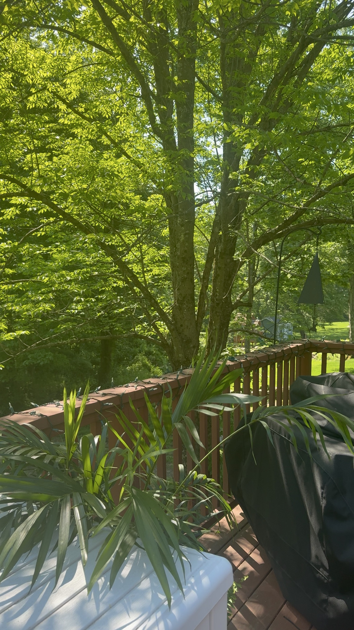 Morning coffee, greenery, and birds, ten ten reccommend sound on🥰

#LTKselfcare #LTKfoodie #LTKmorningroutine