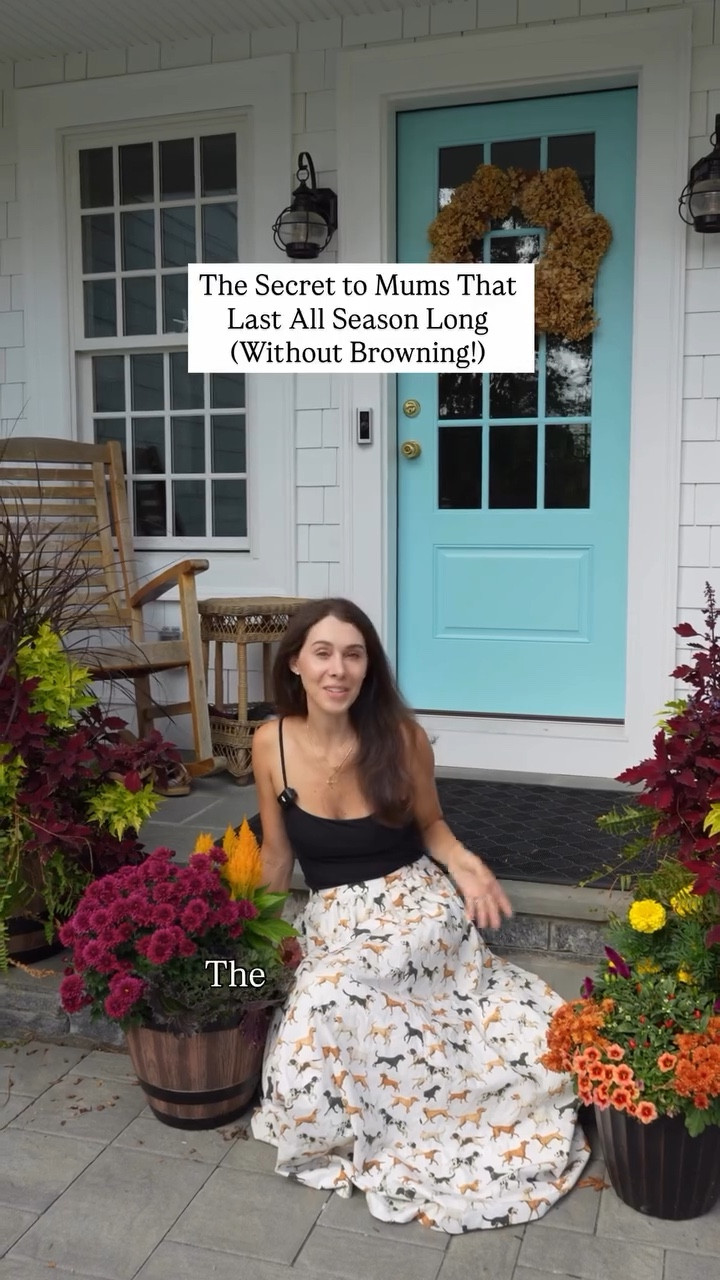 Spilling my secret to beautiful mums that last all season long. The mums you see in this video were purchased on August 8, 2025. Seriously!! They are over a month old and we’ve had a hot stretch of weather here in CT. Watering constantly works! Here’s when and how to water your mums for color all season long. #gardening #mums #fallflowers #fallgardening

#LTKSeasonal