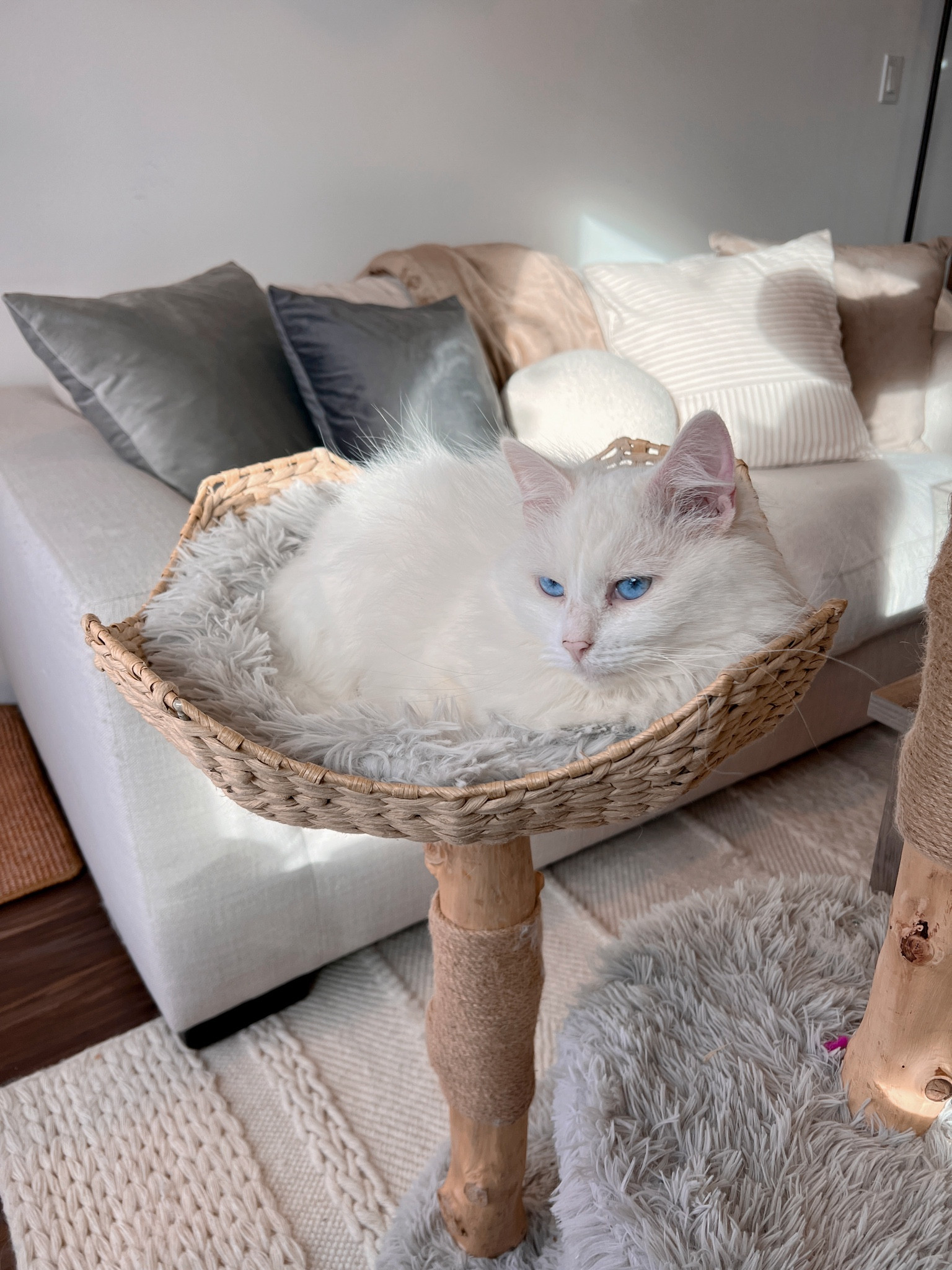 The cutest kitty in the cutest cat tree 🫶🏻🐾

#LTKU #LTKhome #LTKfamily