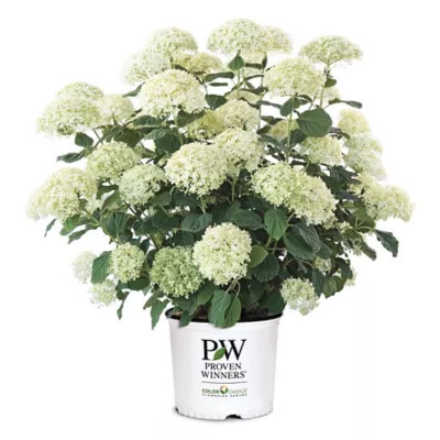Proven Winners 5 gal. Incrediball Storm Proof Hydrangea Shrub | Tractor Supply