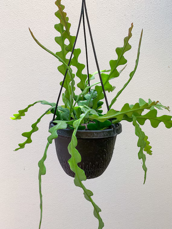 Fishbone Cactus 6 Pot ric Rac / Zig Zag Hanging Rare - Etsy | Etsy (US)