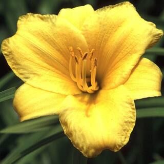 2.5 Qt. Stella De Oro Daylily, Live Perennial Plant, Yellow Flowers-2328Q - The Home Depot | The Home Depot