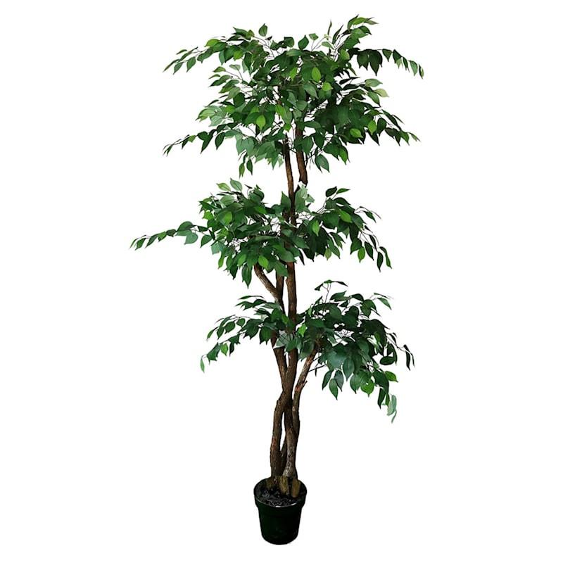 Real-Bark Fiscus Tree in Black Pot, 6.5' | At Home