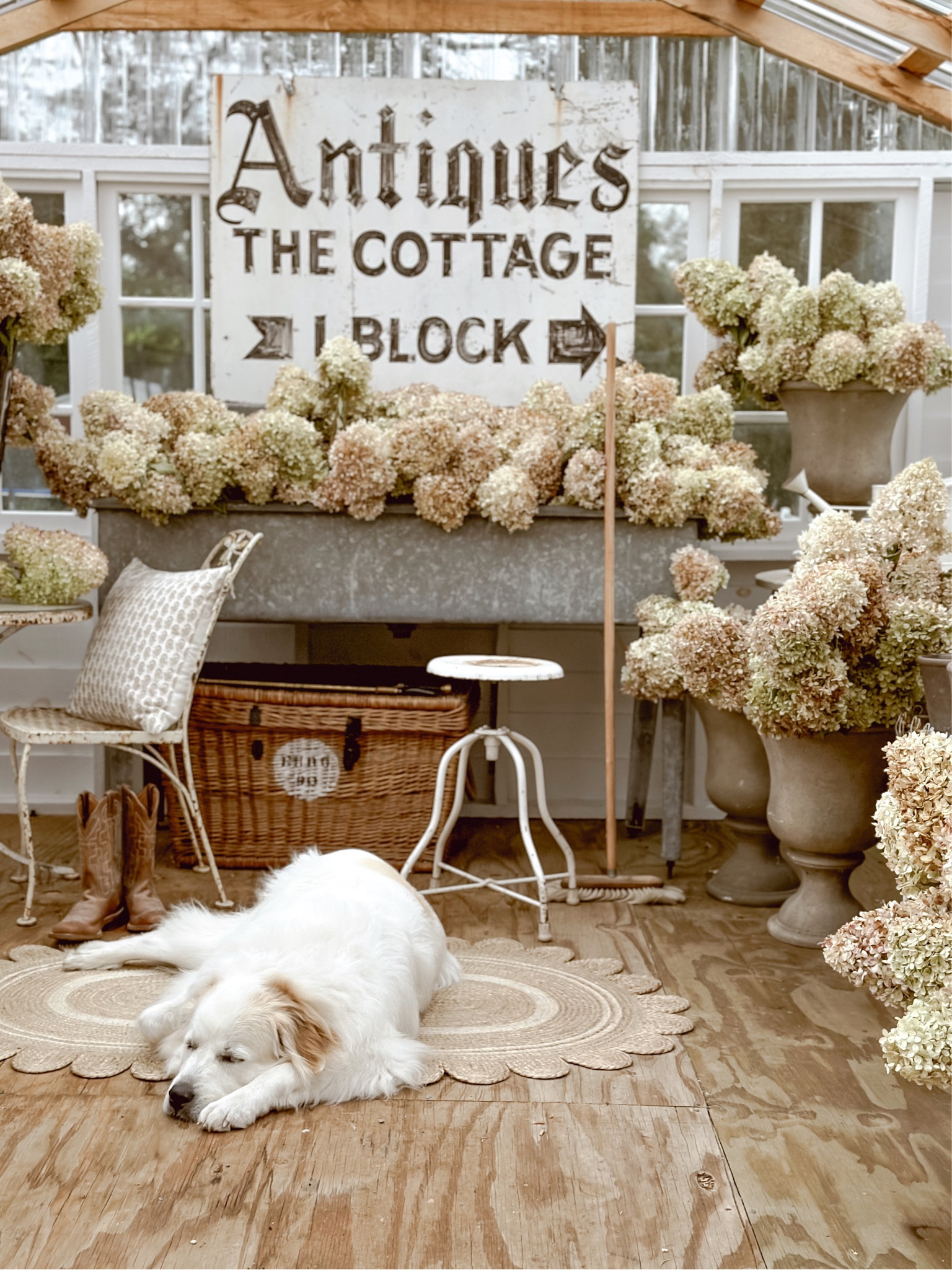 A cozy moment in the greenhouse with the first fall hydrangea clippings 🤍

#LTKhome #LTKGiftGuide