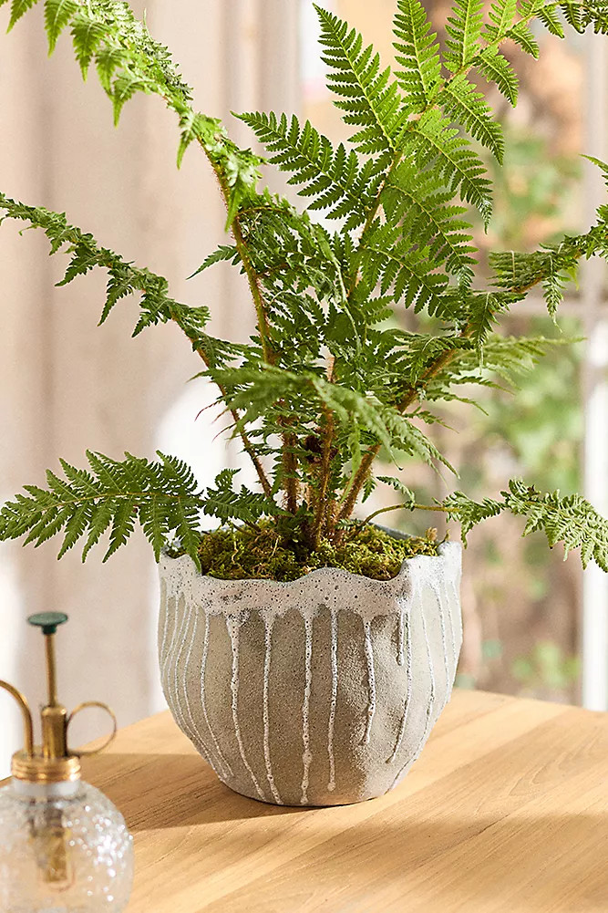 Drip Organic Ceramic Pot | Anthropologie (US)