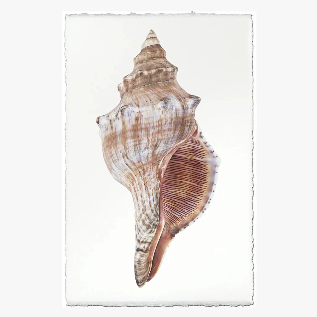 Fox Conch Art Print | Dear Keaton