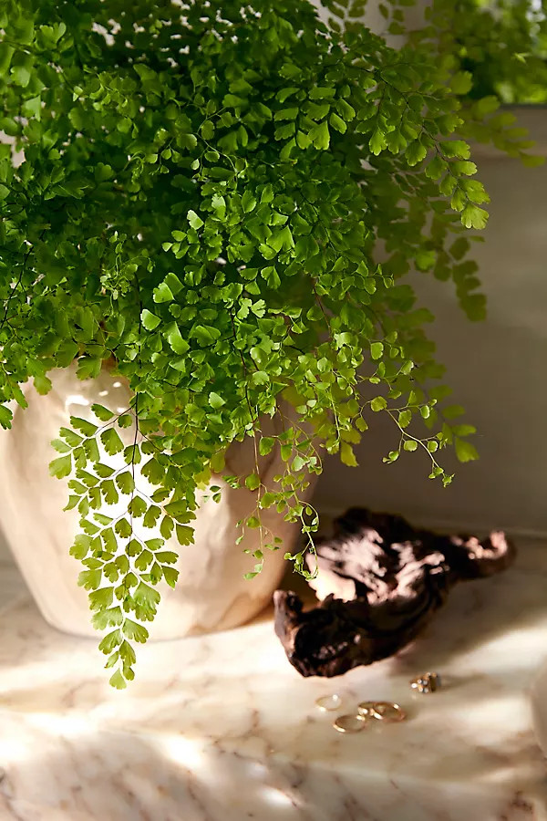 Maidenhair Fern | Anthropologie (US)