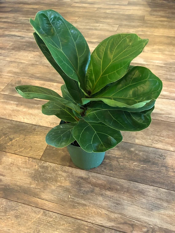Ficus lyrata Little Sunshine  /6 inch pot/  FREE SHIPPING | Etsy | Etsy (US)