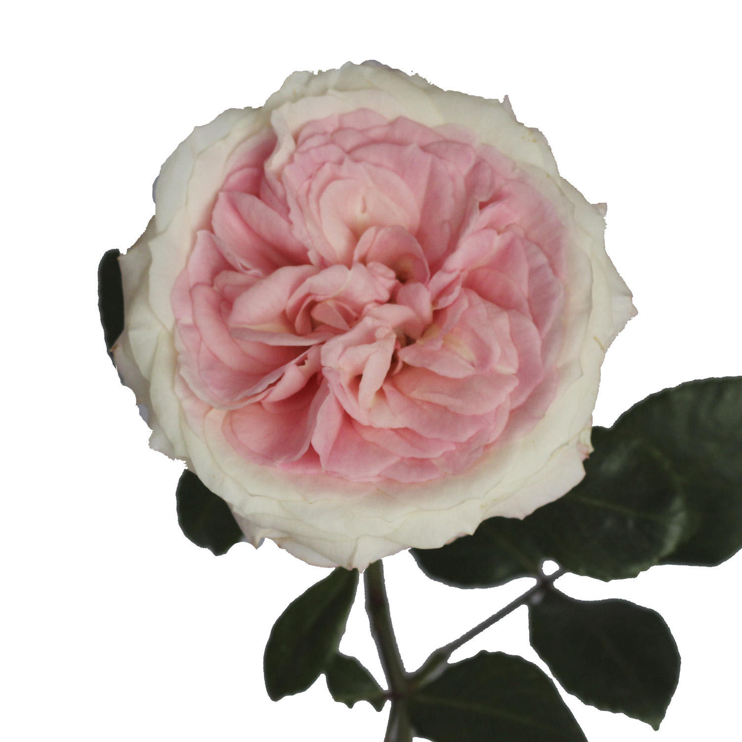 Member's Mark 40cm Garden Roses, Mayra's Bridal (36 stems):- Mayra's Bridal | Sam's Club
