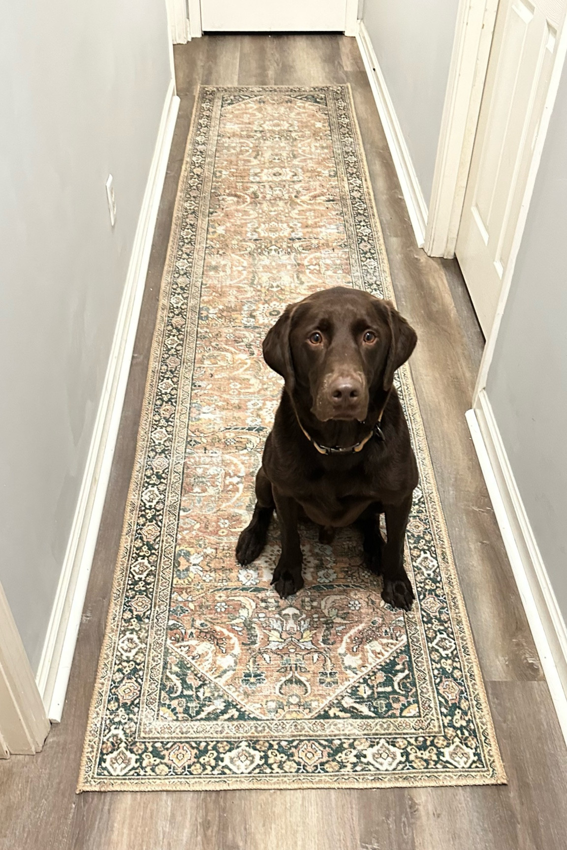 LOVE this machine washable rug from Target! Was the perfect addition to our hallway ✨linked both colors!

#LTKfamily #LTKhome #LTKSale