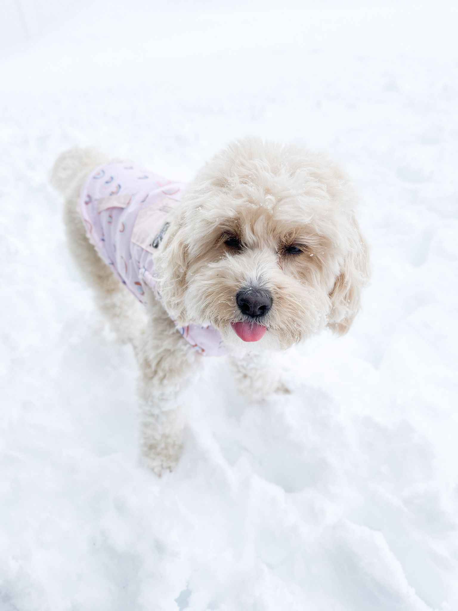 Winter travel essentials for you and your pet