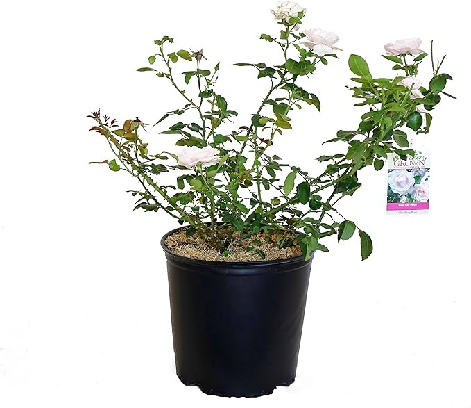 Rosa 'New Dawn' (Climbing Rose) Rose, double blush pink flowers, #3 - Size Container | Amazon (US)