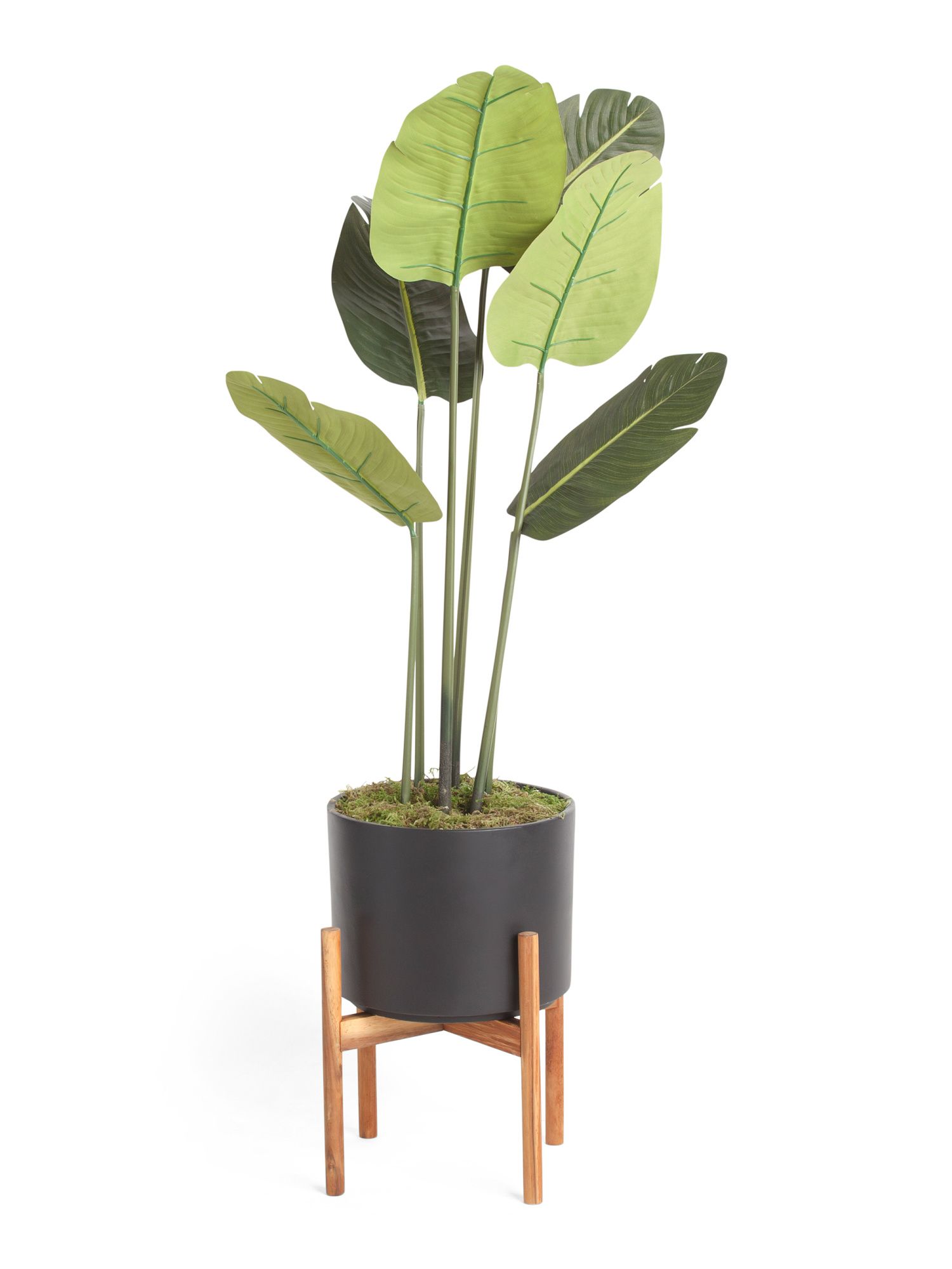 56in Traveler Palm In Matte Pot With Stand | TJ Maxx