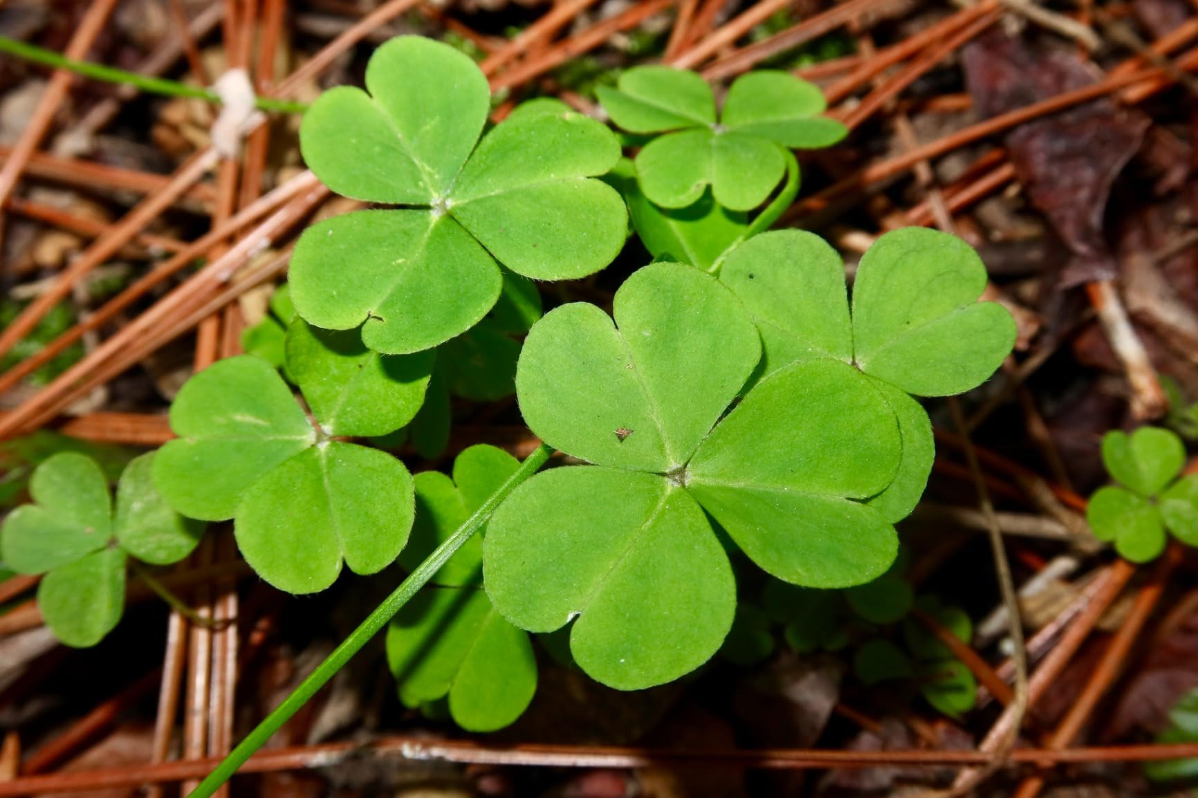 Canon PowerShot G7X Mark III Digital Camera with 4.2x Optical Zoom Lens (Black) | Amazon (US)