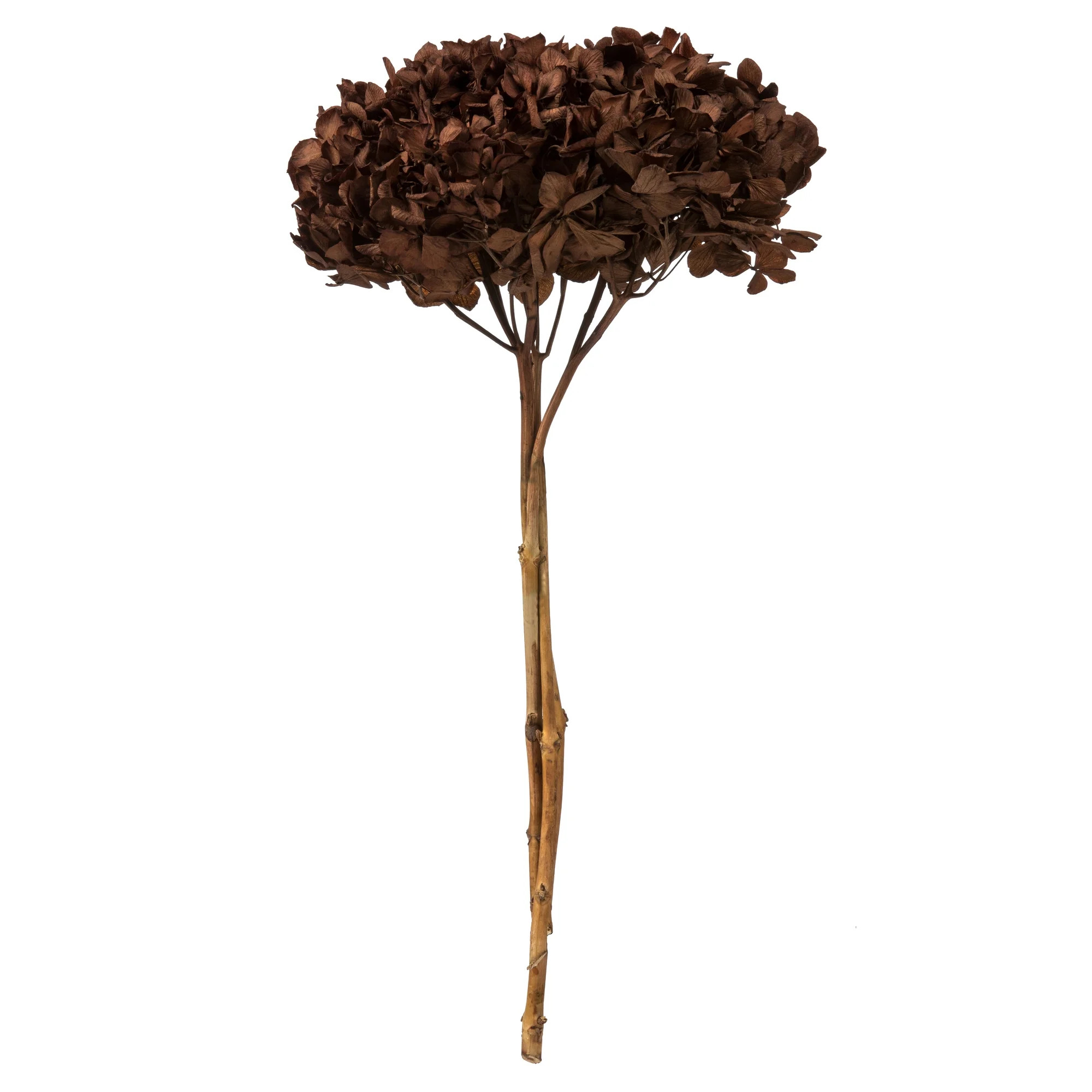 Vickerman 15" Brown Hydrangea with Multiple Branch Segments. Preserved | Walmart (US)