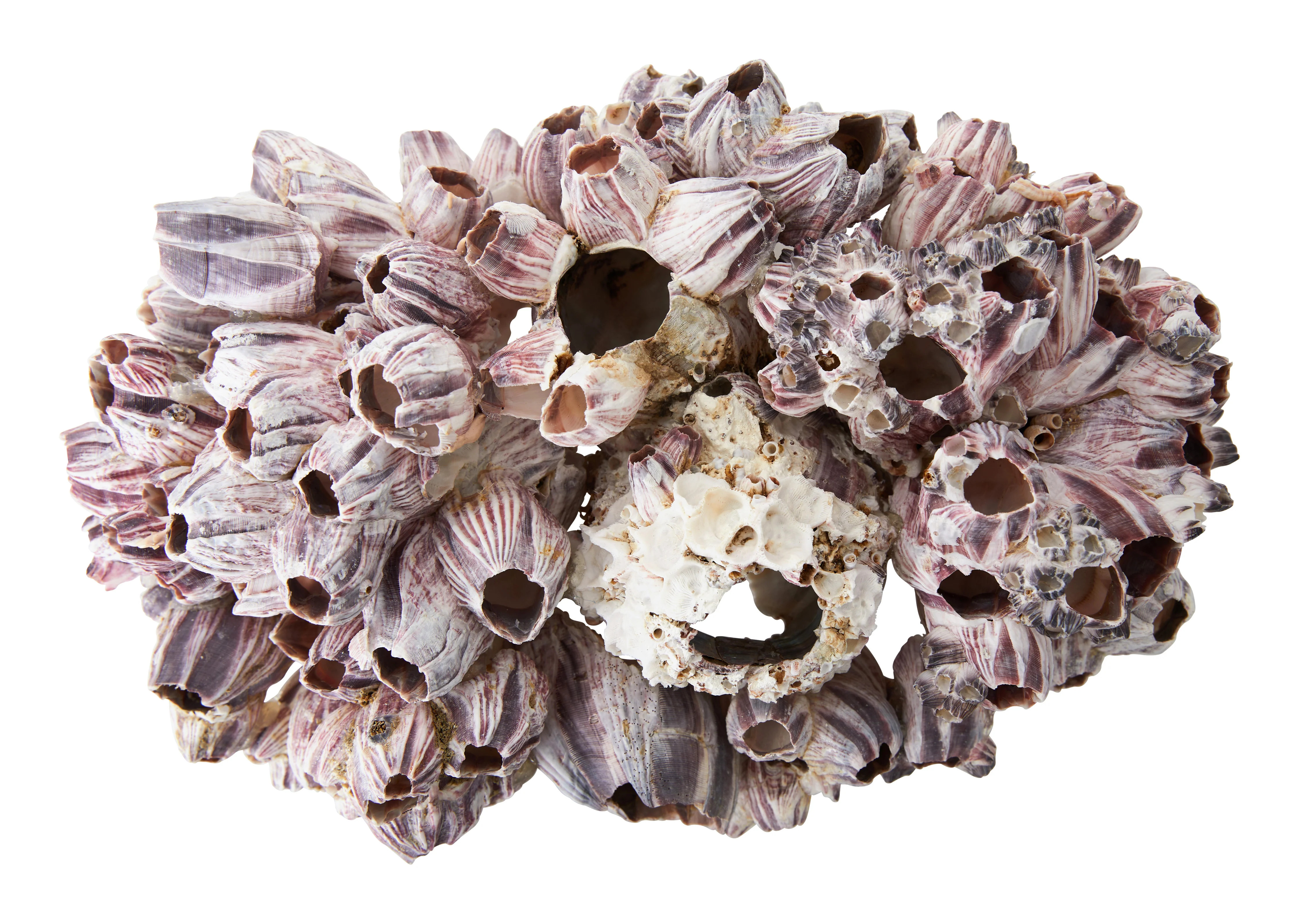 Barnacle | Jayson Home