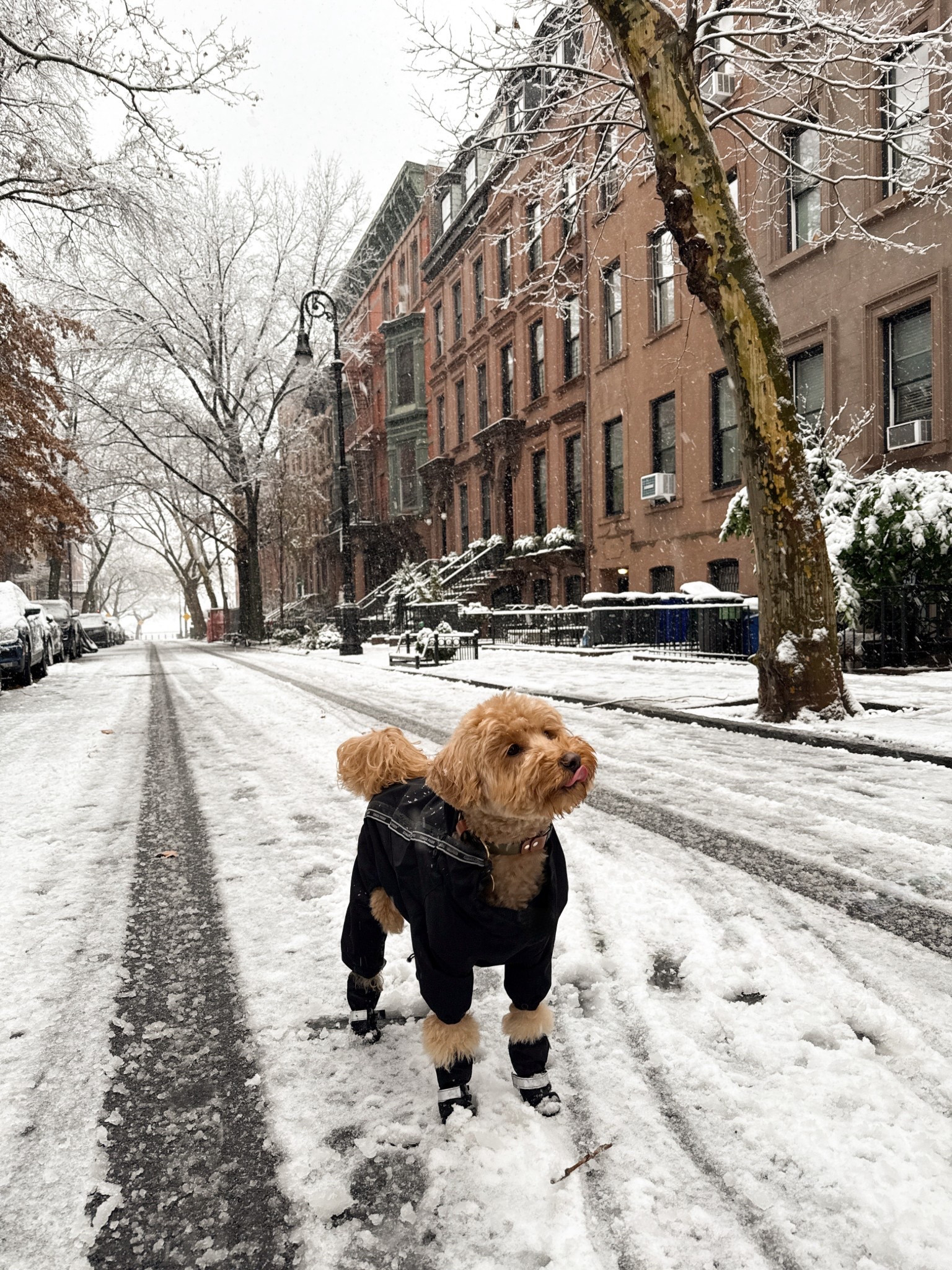 linking brooks’ boots & snowsuit here. The perfect snowy day accessories for your puppy! 

He is a size 18 or 20 in the Slush Suit and a size 2 in the boots 

#LTKSeasonal