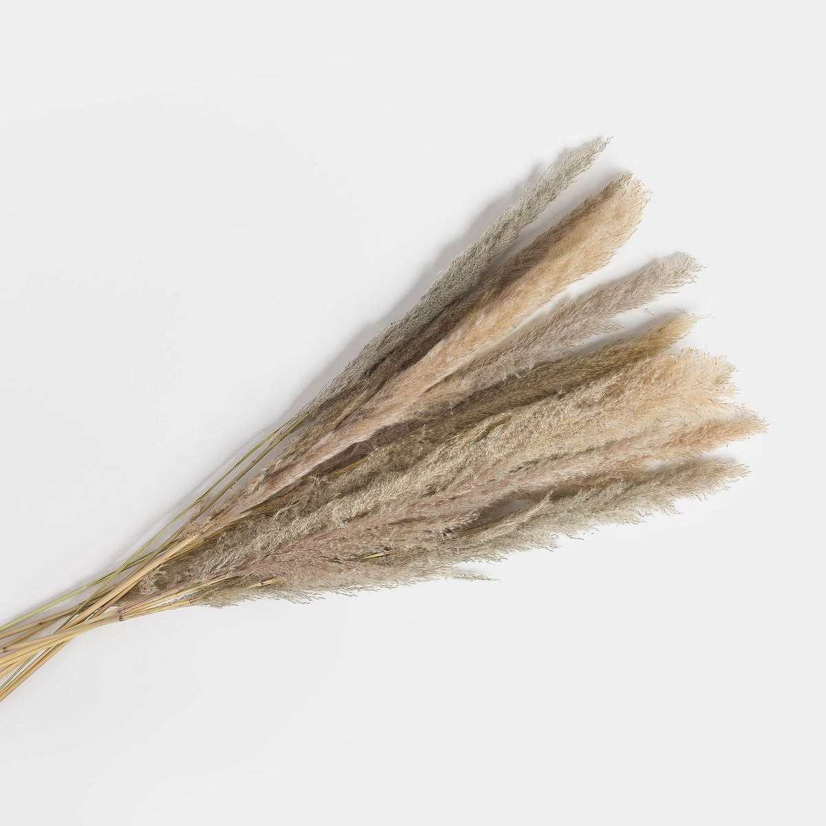 Dried Pampas Grass Bunch | Amber Interiors