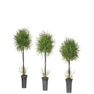 30 in., 26 in. and 23 in. Artificial Potted Feather Fern Topiary - (Set Of 3) | The Home Depot