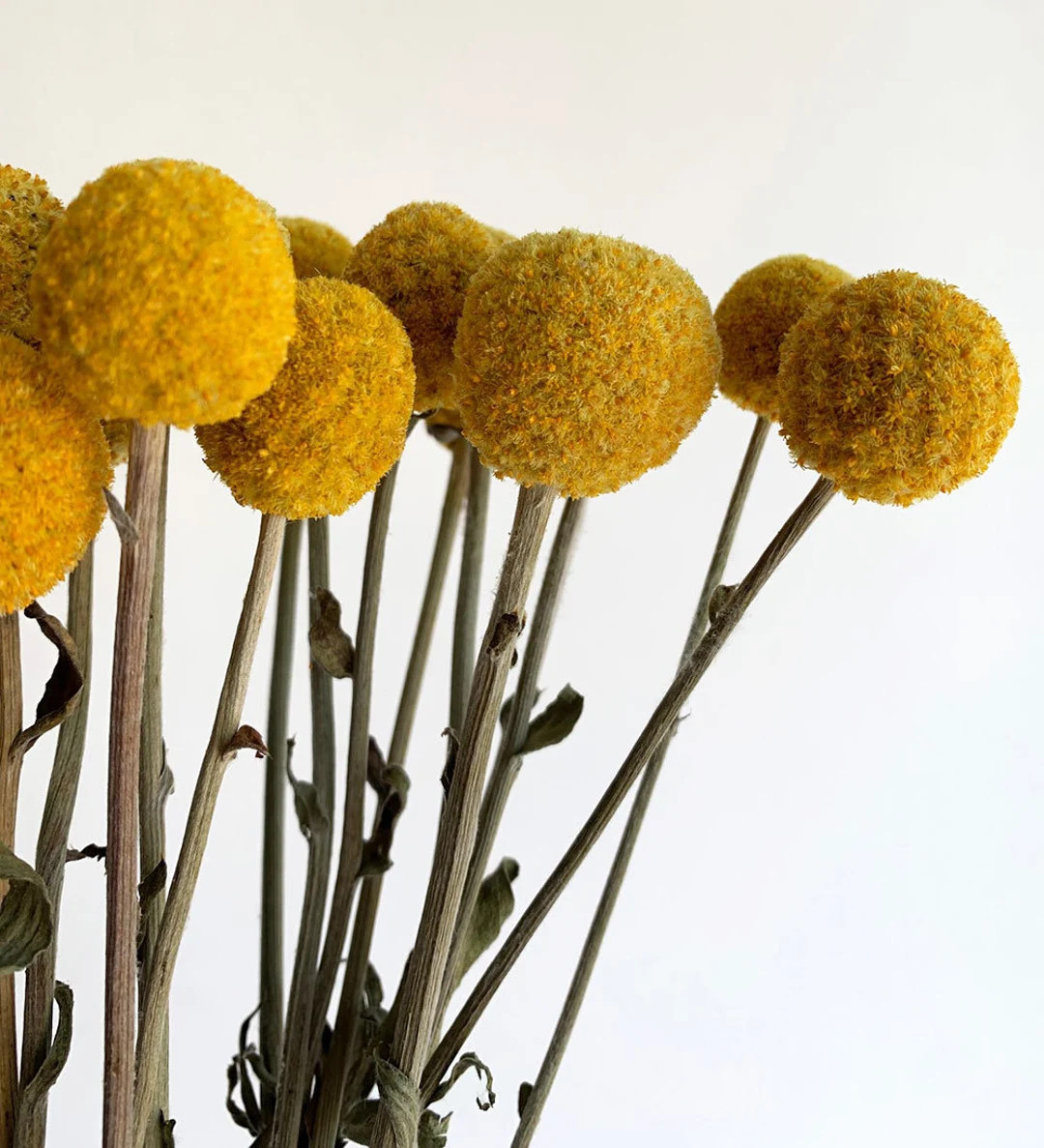 Dried Craspedia, 5 pcs, Yellow balls flowers,  Dried flowers, Dried flowers bouquet, Dried Grass,... | Etsy (US)