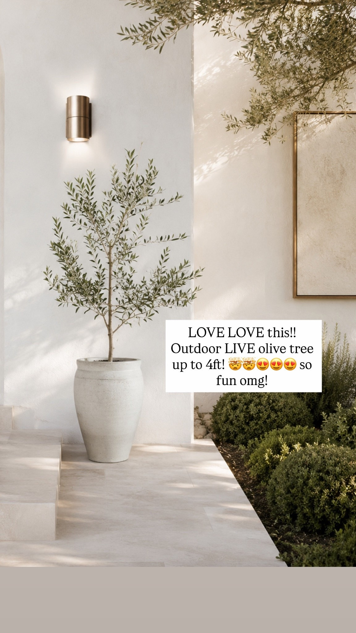 outdoor LIVE olive tree up to 5ft and the planter is buy one get one half off!!!!! My favorite PB inspired planters!!!