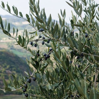 National Plant Network 1-Gallon White Fruit Olive Tree In Pot (With Soil) | Lowe's