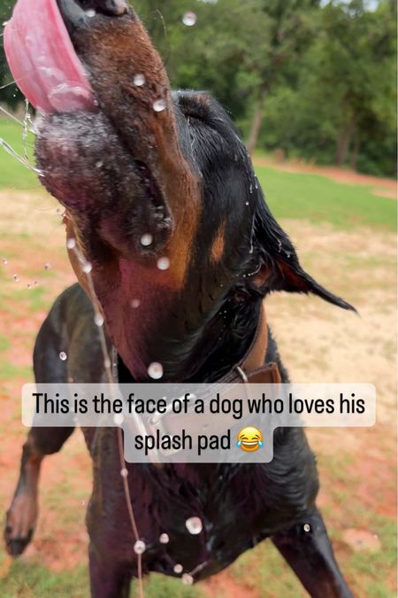 This is the face of a dog who loves his splash pad 😂. He gets so excited every time he sees us set it up! He took a good nap afterwards. @walmart #walmartpartner 

#LTKSaleAlert #LTKFamily #LTKSwim