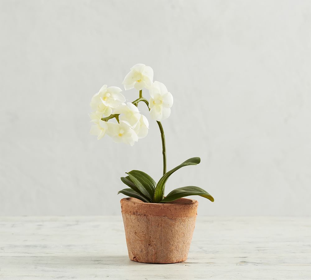 Mini Faux Orchid | Pottery Barn (US)