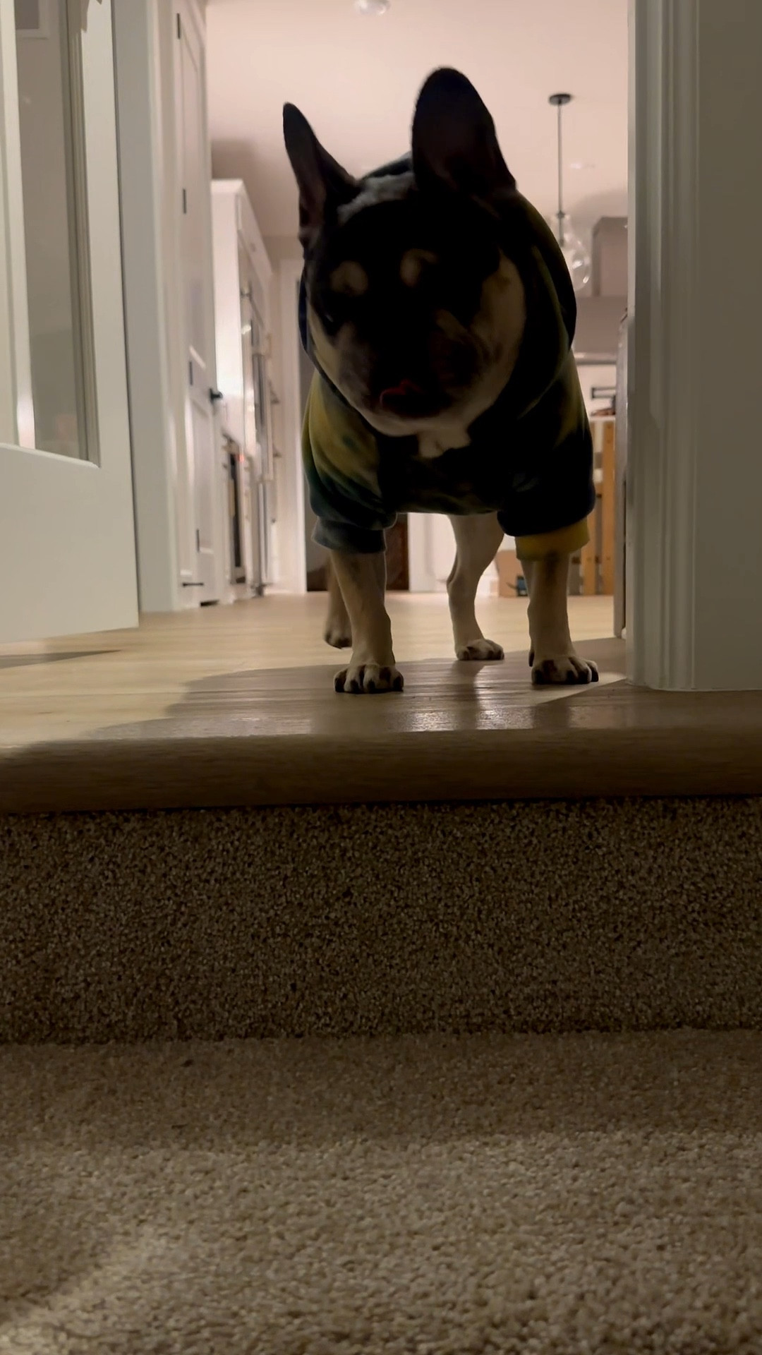 so in the new house he’s not allowed on the stairs. So now he’s guarding the entire first floor and we must get his permission to do anything in that area… 🥴 Frenchies are so odd but you gotta love them lol #frenchiesoftiktok #frenchie 

#LTKHome #LTKmomlife #LTKdayinmylife