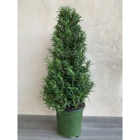 4"" Rosemary Tree, Small Christmas Live Plants, Holidays | Etsy (US)
