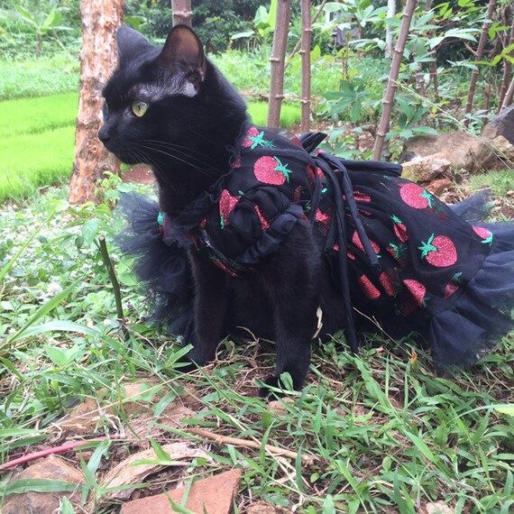 Dreamy Cat Dog Strawberry dress in black. Glitter dress. Picnic dress. Iconic dress | Etsy (US)