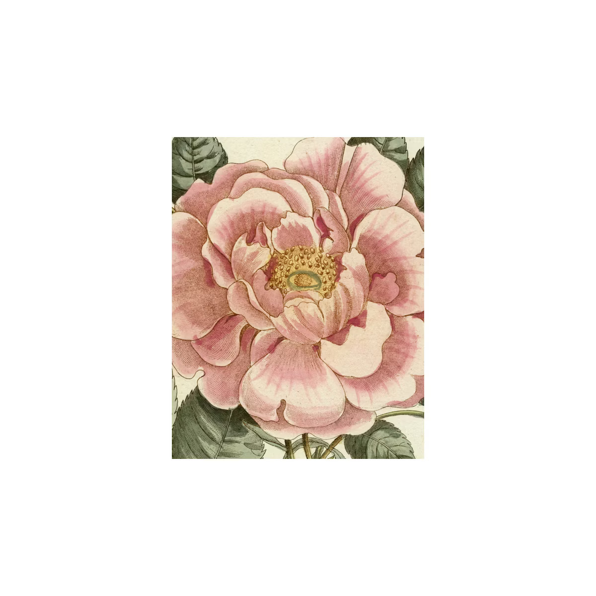 John Derian Picture Book II - (Hardcover) | Target