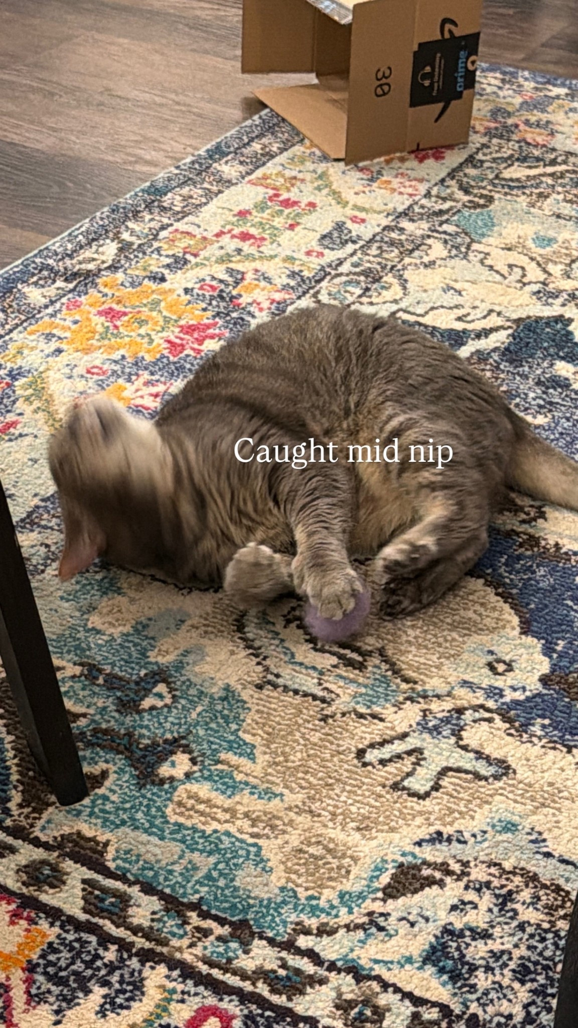 Quality catnip toys my cats love 😻✨💚

#LTKstorytime #LTKHome #LTKdayinmylife